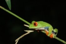 frog