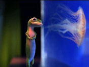gecko and jellyfish
