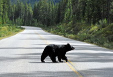 Bear Crossing