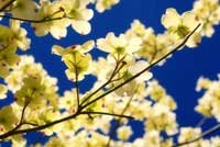 atlanta dogwood tree