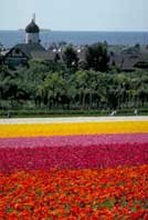 carlsbad flower fields