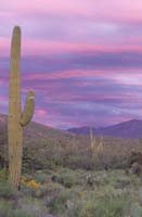 coronado state park desert