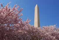 cherry blossoms