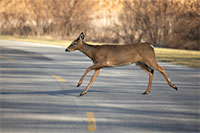 deer crossing the road