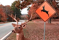 deer in front of road sign