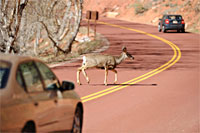 deer in the road