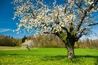 macon cherry blossoms