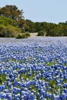 texas blue bonnet flowers
