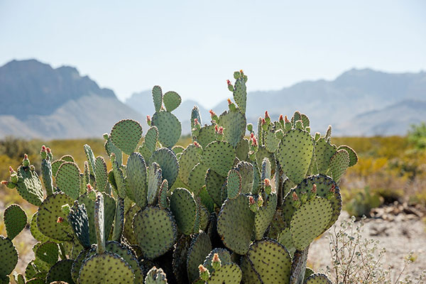 Texas desert cactus