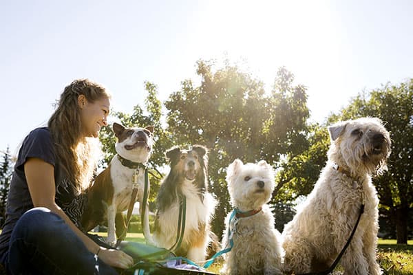 Woman sitting at a park with 4 dogs.