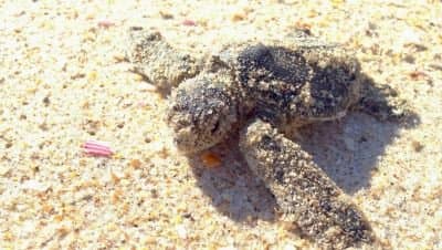 fl-green-turtle-hatchling