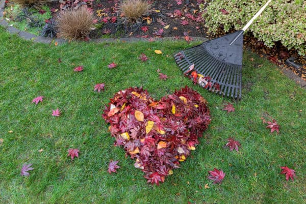 heart-of-leaves