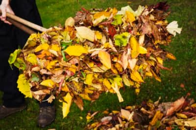 raking-leaves-in-yard