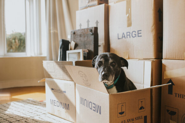 A sunny living room with many cardboard boxes, filled with possessions. In the foreground sits a box with a black dog peering out. Window and boxes provide a space for copy.