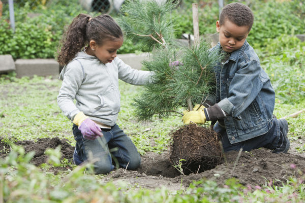 Children planting a tree together