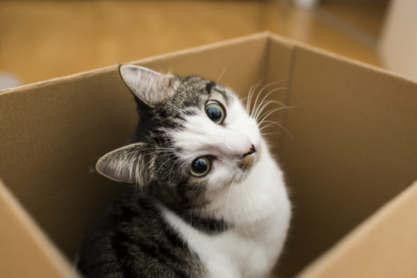 Cat in a boxcat in the box