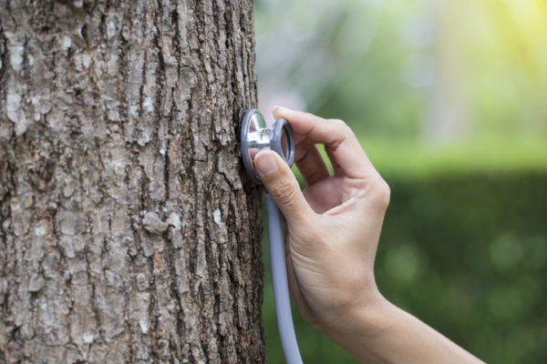 woman hand listens to a tree with a stethoscope, concept love the environment