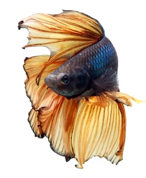 Beta fish