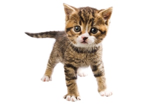 Brown Tabby Kitten: