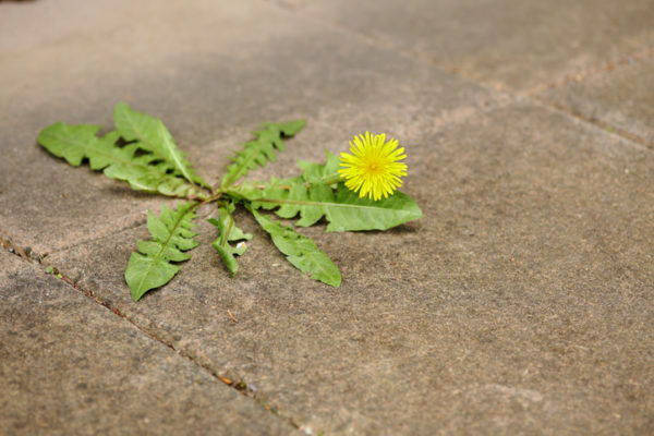 Miserable dandelion in the middle of a pavement.