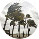 Palm trees on an abandoned beach being bent by the wind
