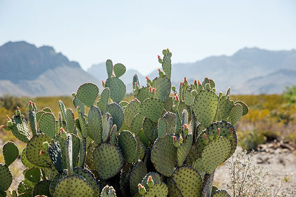 Texas desert cactus on Texas car insurance page to show the state's unique landscape