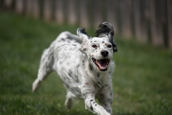 A dog happily running across a yard.