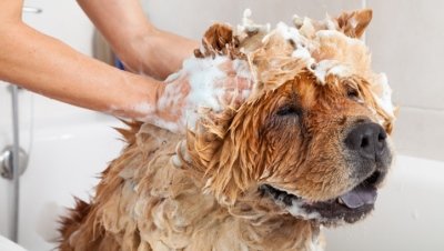 A Chow Chow enjoying being washed with soapy bubbles all over his head.