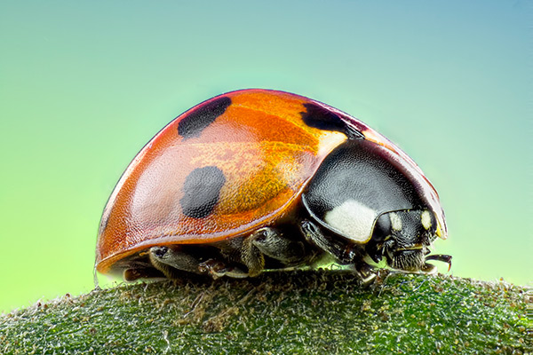 Close up picture of a ladybug.