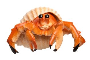 crab-hermit