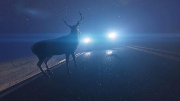 deer-on-road
