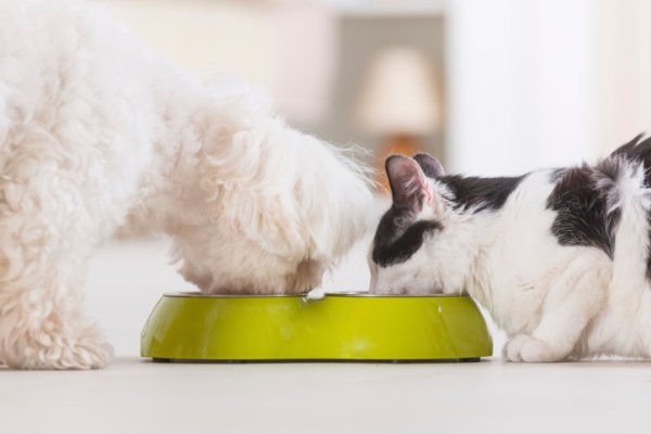 Dog and cat drinking water out of a bowl together.