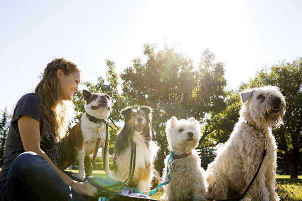 Woman sitting at a park with 4 dogs.