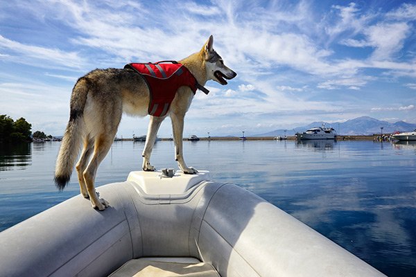 A dog standing at the bow of a boat, looking out at the water.