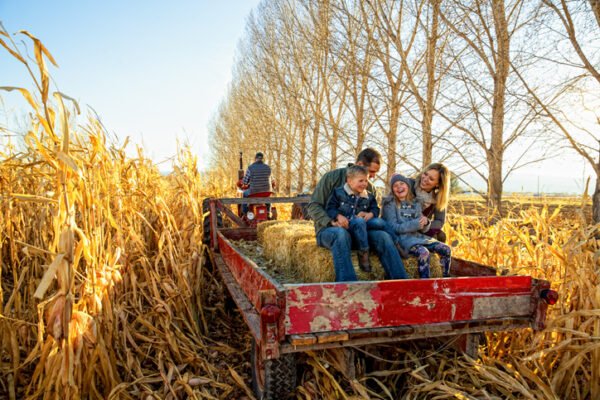 Family enjoying a hayride together, through a corn field.