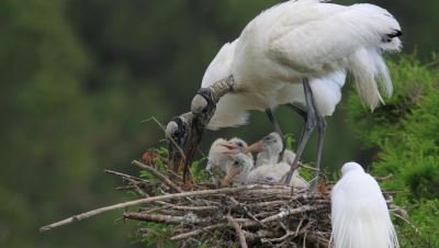 ga-wood-storks
