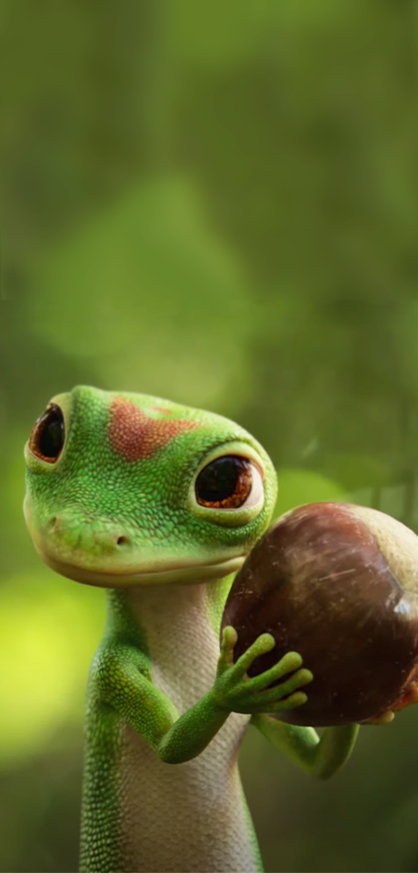 Gecko acorn wallpaper.