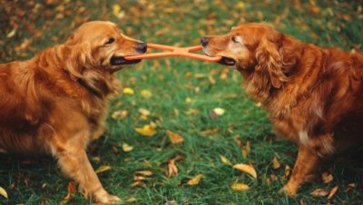 Two Golden Retrievers playing tug of war with a rubber tug toy.