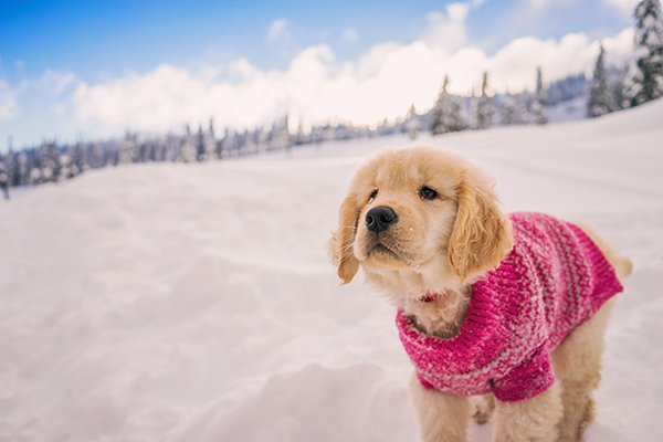 Golden Retriever puppy wearing a pink sweater in the snow.