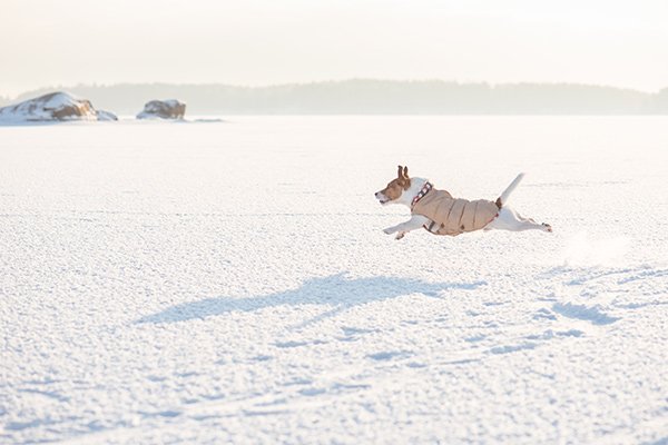 Jack Russell Terrier running in the snow while wearing a puffy winter dog coat.