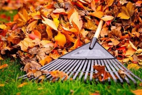 leaf-removal-hacks