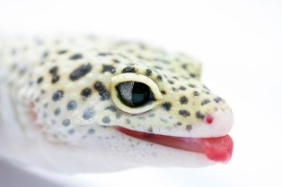 leopard-gecko