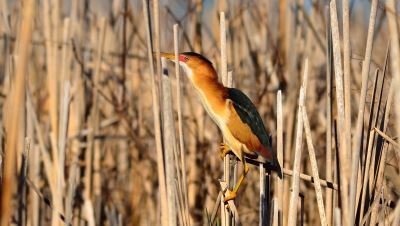 ma-least-bittern-great-meadows