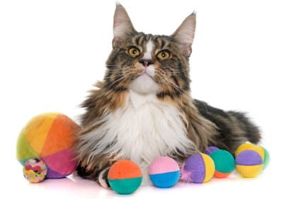 Maine Coon cat surrounded by toys.