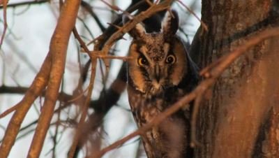 nj-owl-great-swamp