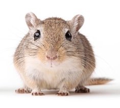 pet-gerbil