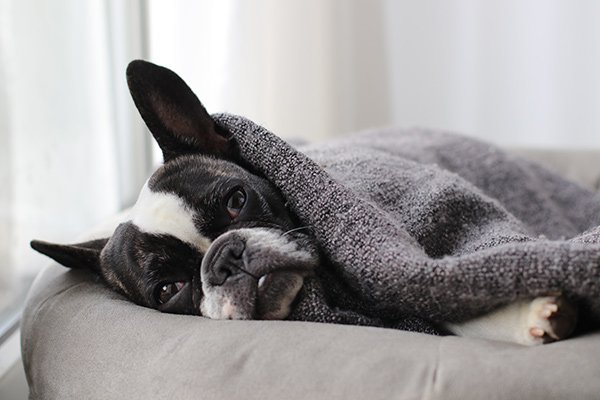 Small dog lying on a dog bed and bundled up in a blanket.