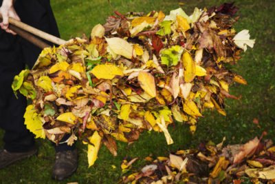 raking-leaves-in-yard