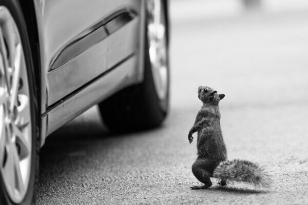 Squirrel standing on hind legs looking up at a car parked next to it.
