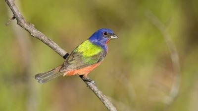 sc-painted-bunting-santee